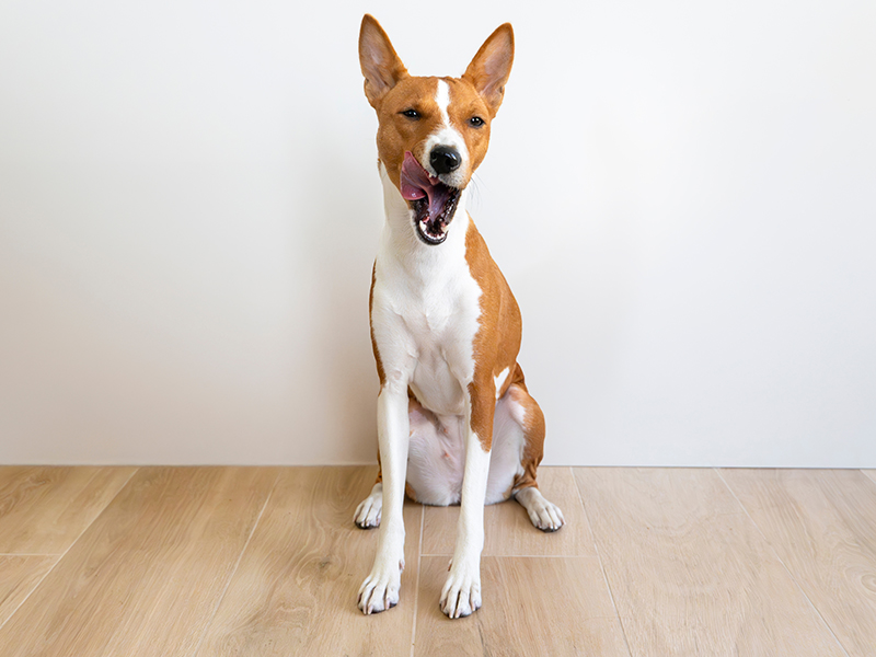 Sablage de plancher Laval